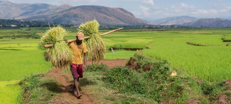 Фермер на Мадагаскаре собирает свой урожай